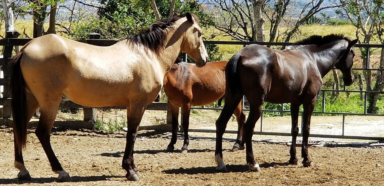 Hotel Hacienda El Rodeo Vueltas Luaran gambar